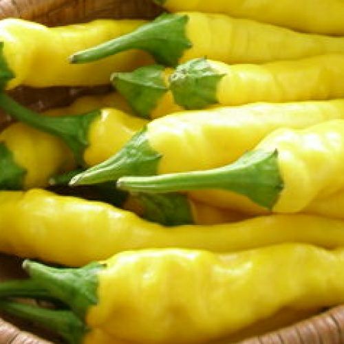 在来固定種野菜の種「万願寺とうがらし」1ml〔約80粒〕畑懐〔はふう〕