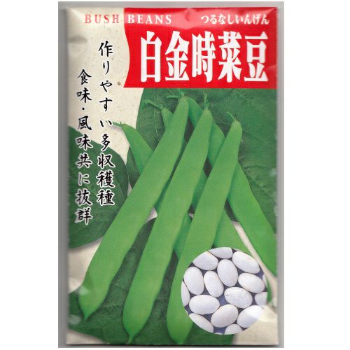 在来固定種野菜の種「つるなし本金時豆」40ml〔約55粒〕畑懐〔はふう〕