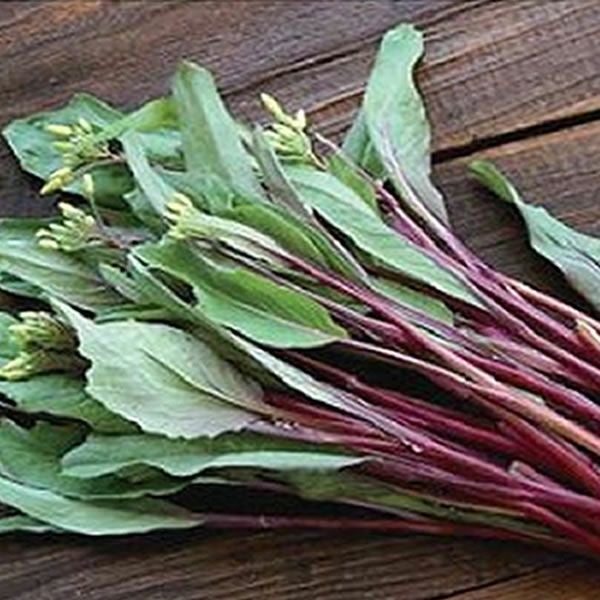 紫えんどうのタネ約30粒入り無農薬・無化学肥料たねの森【メール便可】