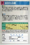 在来固定種野菜の種「はかた白菜」5ml〔約1050粒〕畑懐〔はふう〕