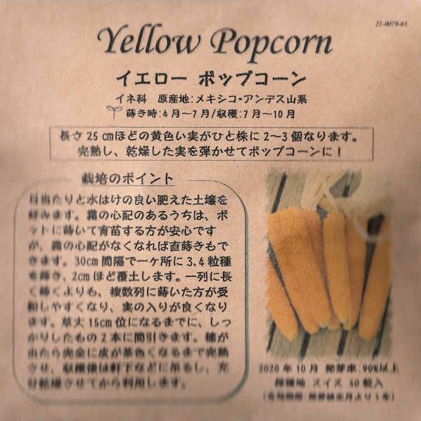 コールラビ（パープルヴィエナ）のタネ約100粒入り無農薬・無化学肥料・固定種たねの森【メール便可】