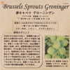 コールラビ（パープルヴィエナ）のタネ約100粒入り無農薬・無化学肥料・固定種たねの森【メール便可】