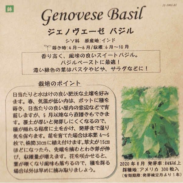 セージのタネ約100粒入り無農薬・無化学肥料・固定種たねの森【メール便可】