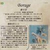 セージのタネ約100粒入り無農薬・無化学肥料・固定種たねの森【メール便可】