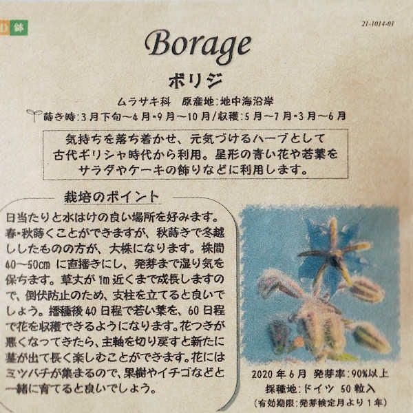 セージのタネ約100粒入り無農薬・無化学肥料・固定種たねの森【メール便可】