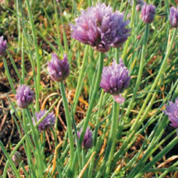 紫えんどうのタネ約30粒入り無農薬・無化学肥料たねの森【メール便可】