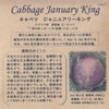キャベツジャヌアリーキングのタネ約100粒入り無農薬・無化学肥料・固定種たねの森【メール便可】