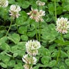 こぼれ種シリーズ里山の花の種「黒種草〔ニゲラ〕」畑懐〔はふう〕
