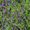 こぼれ種シリーズ里山の花の種「黒種草〔ニゲラ〕」畑懐〔はふう〕