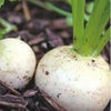 紫えんどうのタネ約30粒入り無農薬・無化学肥料たねの森【メール便可】