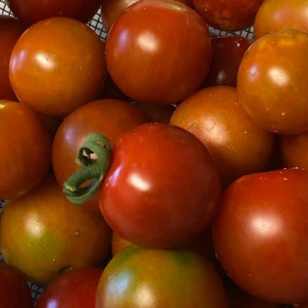 在来種/固定種/野菜のタネ「おおたけミニトマト0.2m約50粒」畑懐〔はふう〕の種【メール便可】