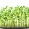 有機種子ラディッシュ（カイワレ大根）スプラウト小袋15g