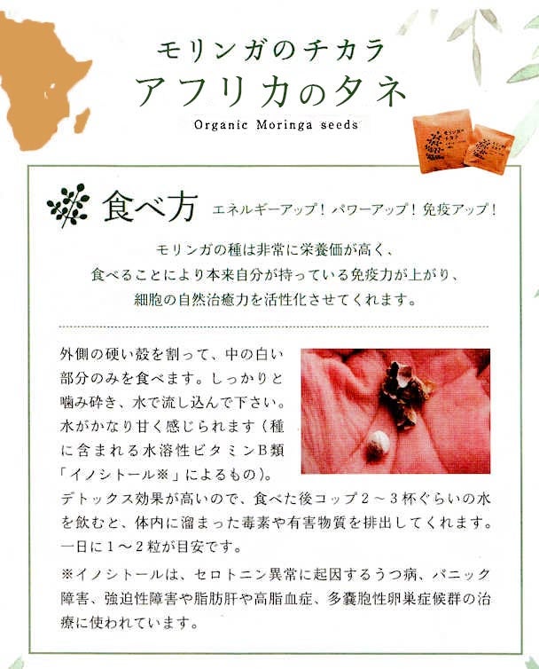 モリンガのチカラモザンビークのモリンガ種子50粒【3点までメール便可】