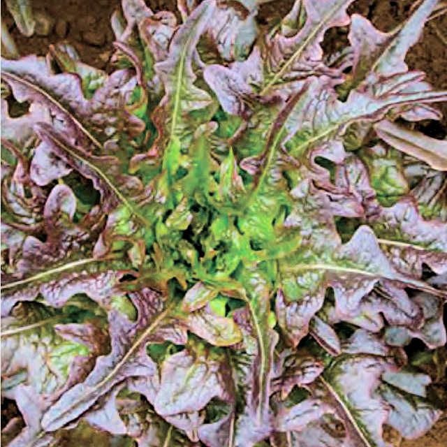 紫えんどうのタネ約30粒入り無農薬・無化学肥料たねの森【メール便可】