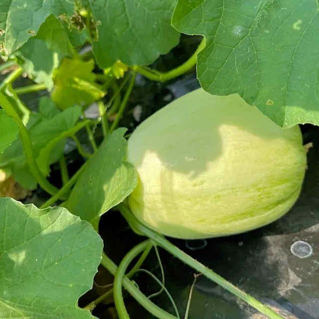 自然農法の種・固定種・国産まくわうりの種8粒