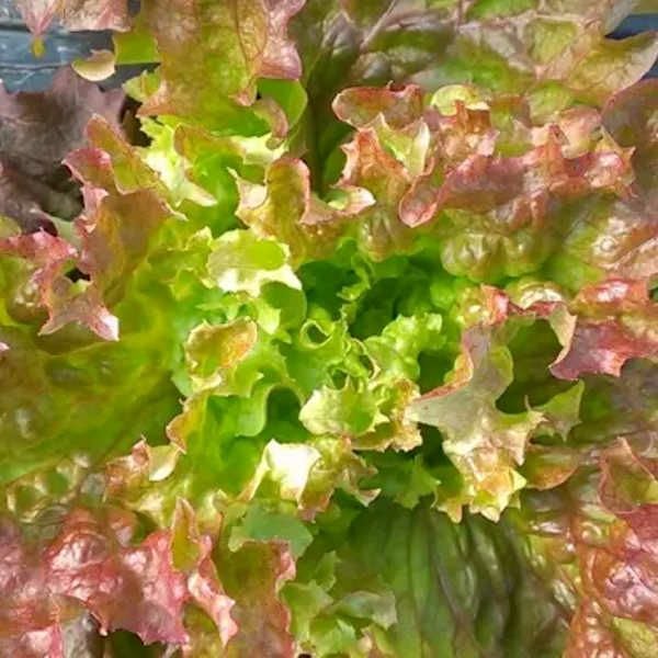 【新たね入荷】レッドオラッシュヤマホウレンソウ赤ベビーリーフの種約130粒