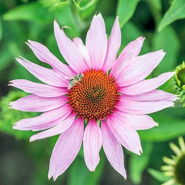 有機種子エキナセア（紫バレン菊）の種約40粒