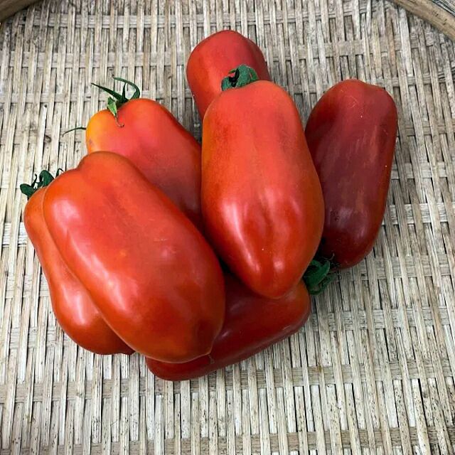 有機種子イタリアントマトサンマルツァーノの種12粒