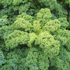 有機種子ナスタチウム金蓮花コンパクトタイプの種15粒