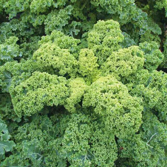 有機種子ナスタチウム金蓮花コンパクトタイプの種15粒