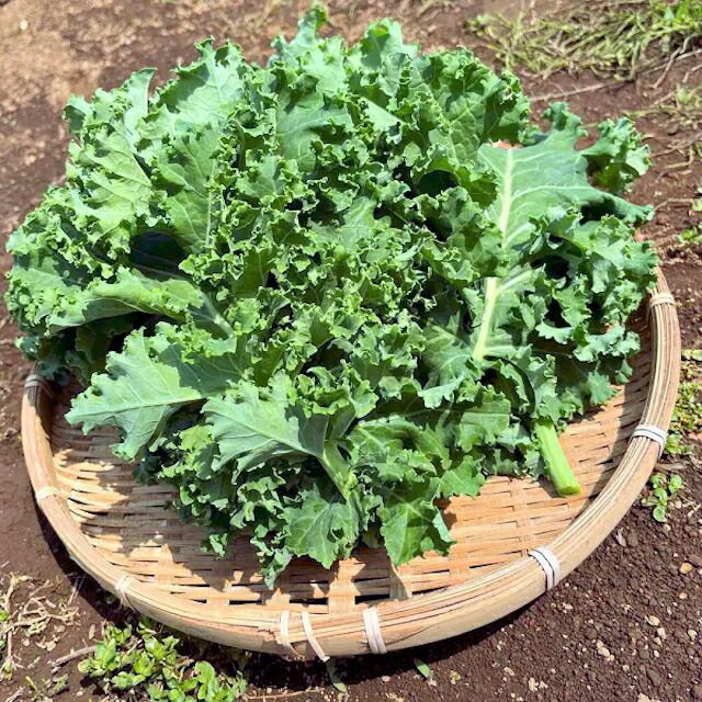 有機種子ケールカーリータイプ緑葉の種0.4ｇ