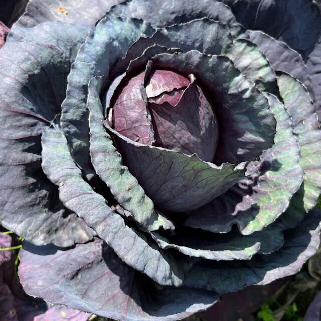 有機種子赤キャベツロイヤルパープルの種約60粒