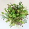 有機種子ナスタチウム金蓮花コンパクトタイプの種15粒