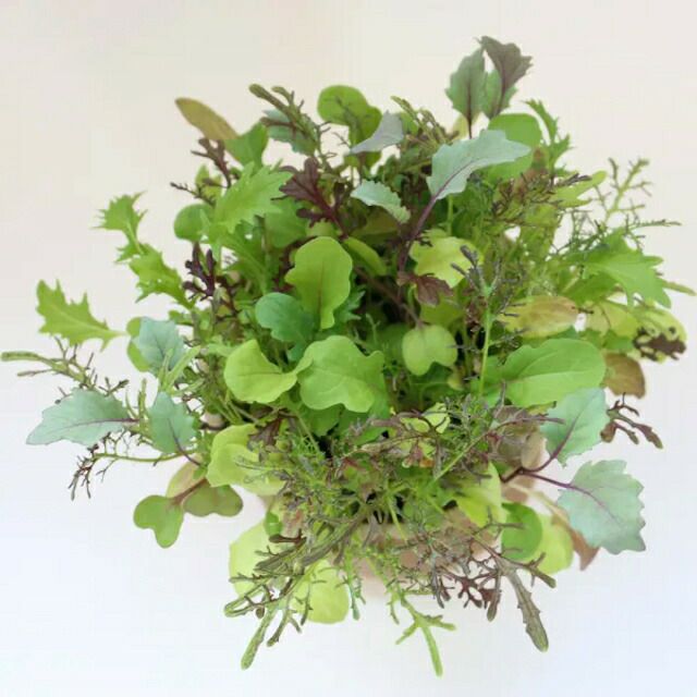 有機種子ナスタチウム金蓮花コンパクトタイプの種15粒