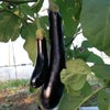 有機種子中玉マティナの種約30粒