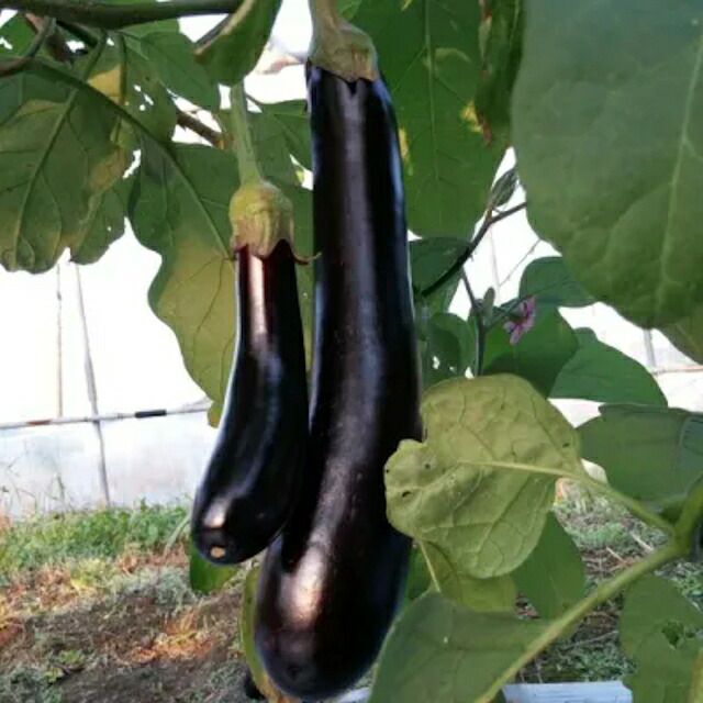 有機種子中玉マティナの種約30粒