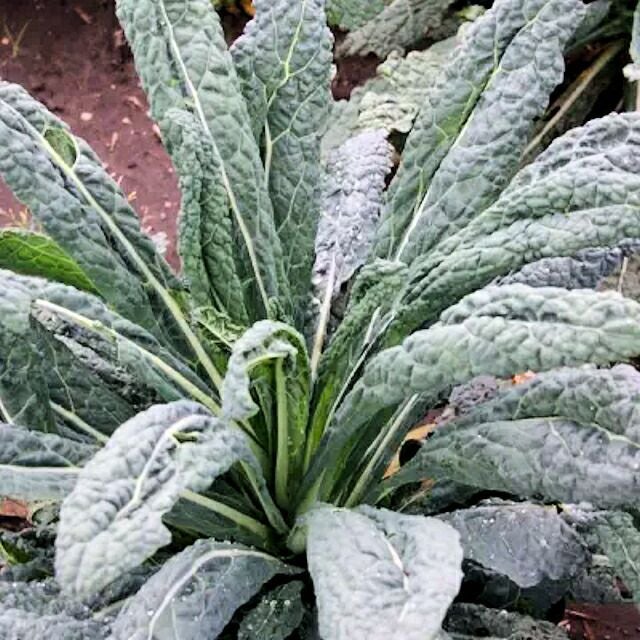 有機種子カーボロネロ黒キャベツの種約180粒