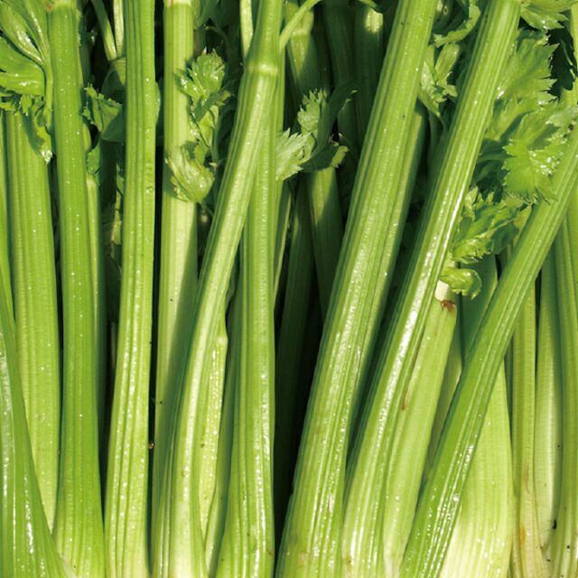 有機種子レタス結球レタスアイスバーグの種約40粒