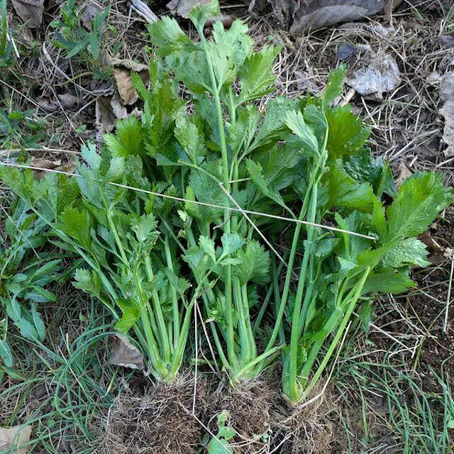 有機種子カーボロネロ黒キャベツの種約180粒