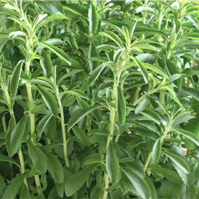 国内採取・有機種子ステビアの種6粒