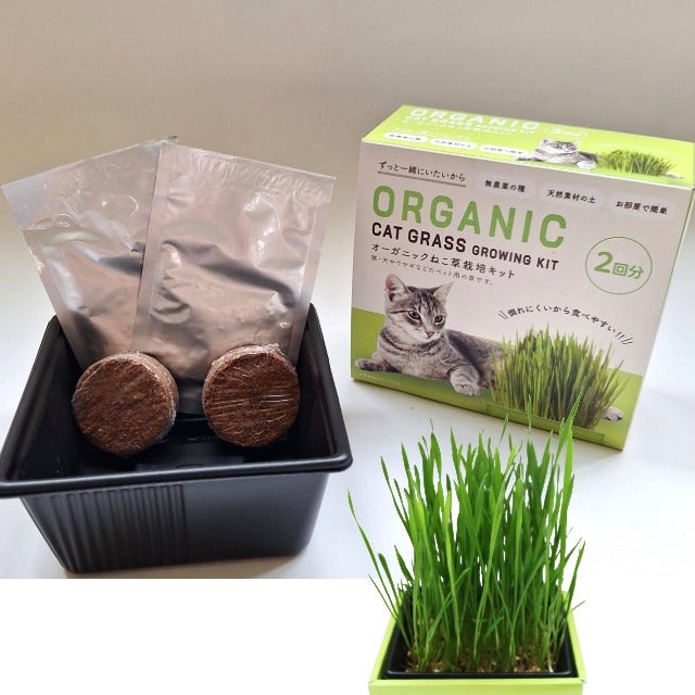 オーガニックねこ草栽培キット