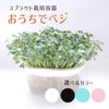 おうちでベジ（種なし）4色