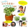 おうちでミニベジふくらむ土でスプラウト栽培