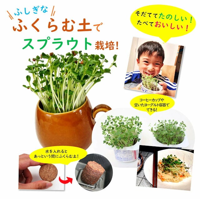 おうちでミニベジふくらむ土でスプラウト栽培